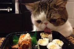 Учените настояват да възпрепятствате достъпа на котките до храната