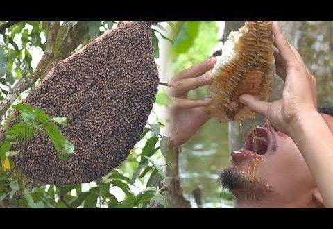 Гигантска медена пита в гората