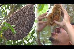 Гигантска медена пита в гората