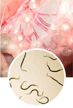 Как да се Отървем от Вътрешни Паразити ?