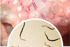 Как да се Отървем от Вътрешни Паразити ?