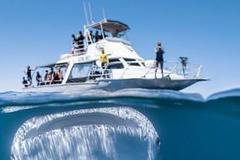 Китова акула на косъм да глътне яхта с туристи (СНИМКА)