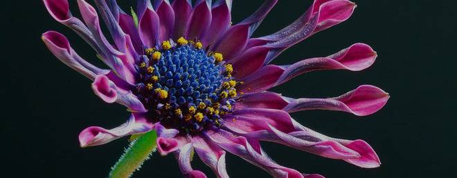 Растителен цвят, съцветия и опрашване при растенията