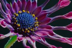 Растителен цвят, съцветия и опрашване при растенията