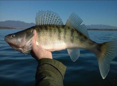 Голям интерес към бялата риба преди забраната