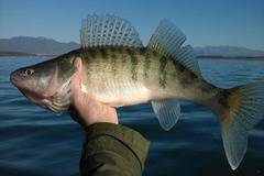 Голям интерес към бялата риба преди забраната