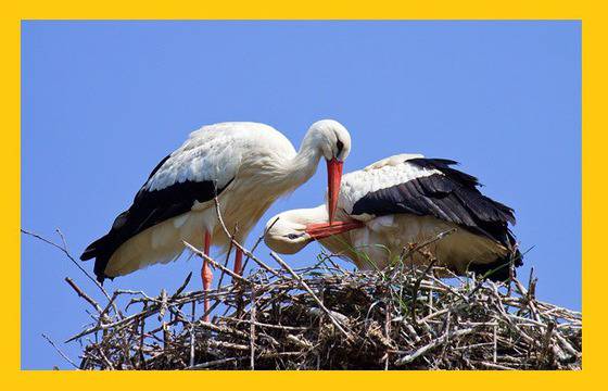 Щъркелите дойдоха…