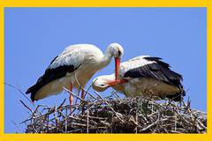 Щъркелите дойдоха…