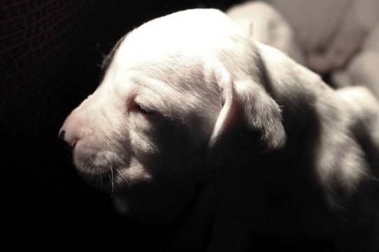 Дого Аржентино-малки кучета