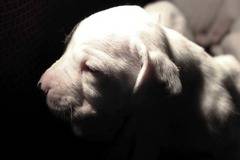 Дого Аржентино-малки кучета