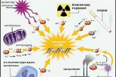 Черен шоколад за отслабване !