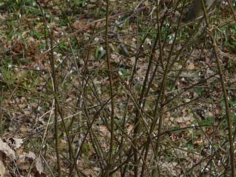 ГОЛЕМИ ПОЛЕТА С КОКИЧЕТА В ГОРИТЕ НАД БУНГАЛАТА НА „ЧЕРНОМОРЕЦ“ КРАЙ ГАЛАТА