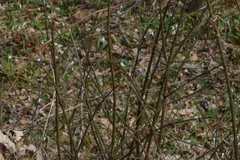 ГОЛЕМИ ПОЛЕТА С КОКИЧЕТА В ГОРИТЕ НАД БУНГАЛАТА НА „ЧЕРНОМОРЕЦ“ КРАЙ ГАЛАТА