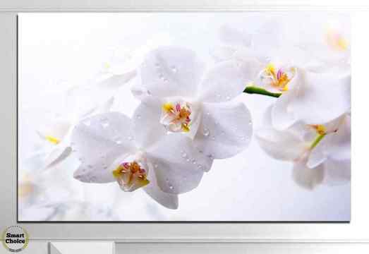 Картина пано за стена от 1 част с нежна бяла орхидея – HD-771-1