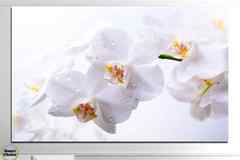 Картина пано за стена от 1 част с нежна бяла орхидея – HD-771-1