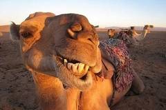 12 камили, изгонени от конкурс за красота в Саудитска Арабия заради ботокс