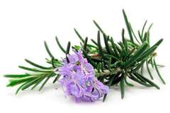 Най-мощната билка за сърце, кръвоносни съдове, стави, кожа, коса и не само…!