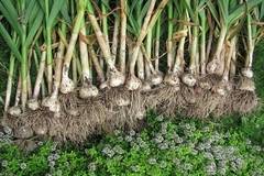 Начинаещи градинари: Как, кога и къде да засадим чесъна през пролетта?