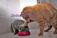 ПЕЧЕНО СВИНСКО ФИЛЕ С ДОМАТИ