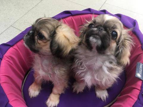 Сладки пекинезчета очакват своите стопани в зоомагазин Еврозоовет