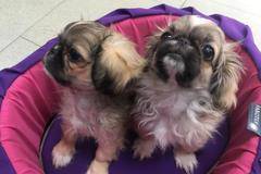 Сладки пекинезчета очакват своите стопани в зоомагазин Еврозоовет