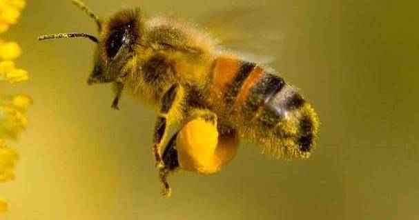 Честит ден на труда!