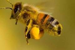 Честит ден на труда!