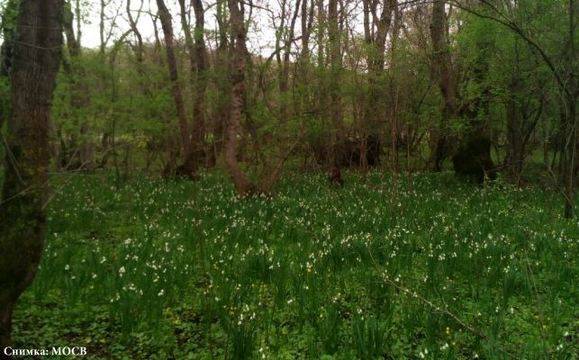 РИОСВ-Бургас разреши събирането на максимум 1800 кг блатно кокиче