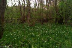 РИОСВ-Бургас разреши събирането на максимум 1800 кг блатно кокиче