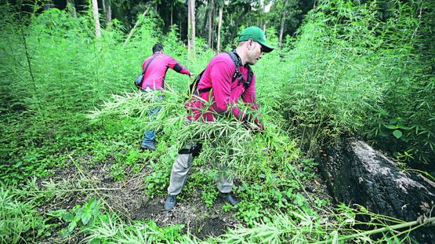 Българи държат плантации за марихуана в САЩ