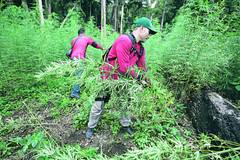 Българи държат плантации за марихуана в САЩ
