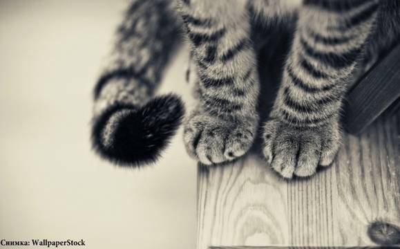 „Милосърдни сърца“ се грижат за болни бездомни животни, но се нуждаят от нашата помощ