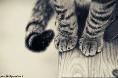 „Милосърдни сърца“ се грижат за болни бездомни животни, но се нуждаят от нашата помощ