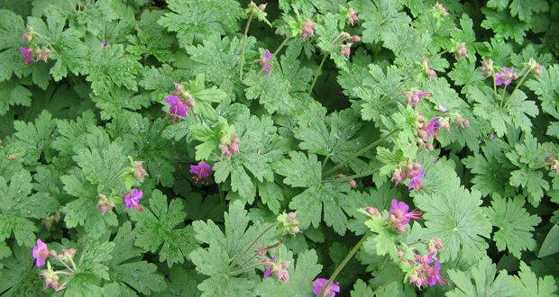 Надиграване, люлки и много настроение за Гергьовден в Етъра