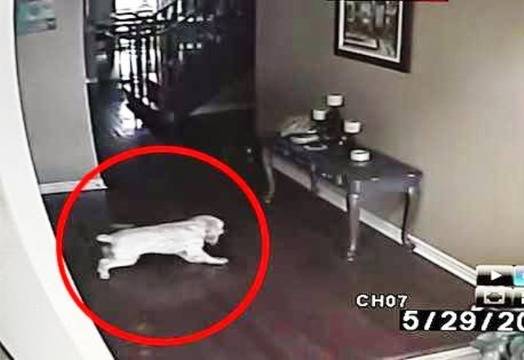 Такова нещо сте виждали! Призрак гони куче ВИДЕО