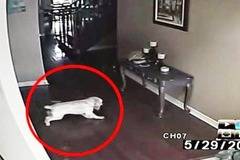 Такова нещо сте виждали! Призрак гони куче ВИДЕО