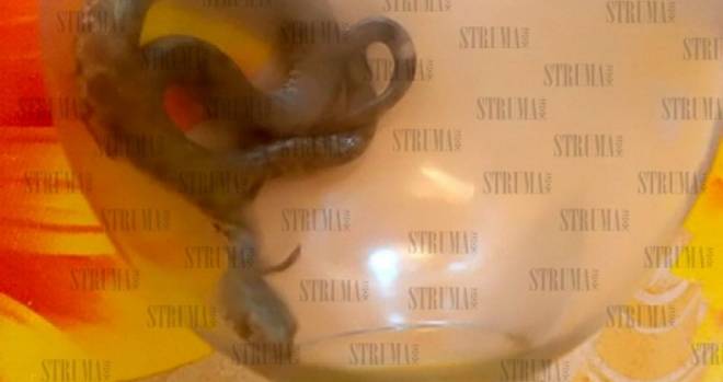 Змия зад километража на такси ужаси клиент