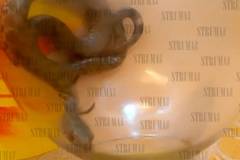 Змия зад километража на такси ужаси клиент