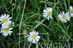 През следващата седмица започва обработката на тревни площи против кърлежи