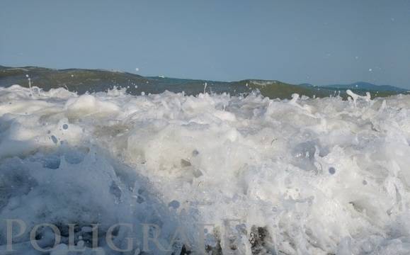 Морето изхвърли мъртви делфини на бургаския бряг през уикенда