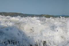 Морето изхвърли мъртви делфини на бургаския бряг през уикенда