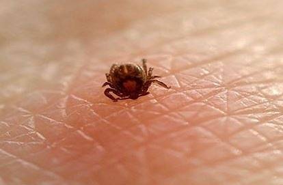 Вадят по 20 кърлежа на ден в „Пирогов“. Очаква се пик на ухапвания през май и юни