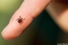 65-годишна жена от Камено е починала след ухапване от кърлеж