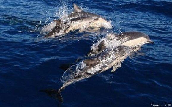 РИОСВ – Бургас: Няма насилствена смърт при намерените мъртви делфини