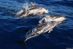 РИОСВ – Бургас: Няма насилствена смърт при намерените мъртви делфини