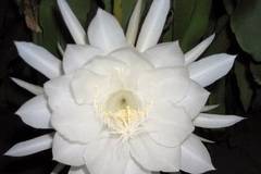 Лунно цвете – невероятно красиво.