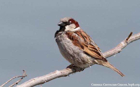 Утре броим врабчетата в цялата страна