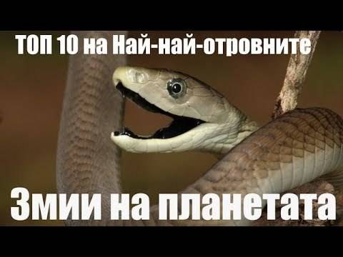Топ 10 Най Най Отровните змии на планетата