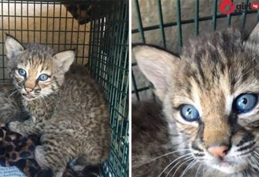 Неочаквана развръзка! Семейство откри и прибра сладки синеоки котенца, но те се оказаха …