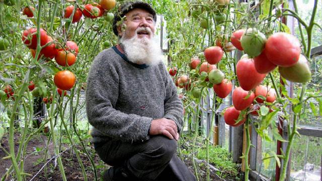 Всеки градинар трябва да ги знае: 7 правила за богата реколта от домати!